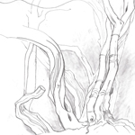Manzanita Tree sketch